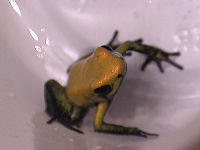 Phylobates Bicolor
