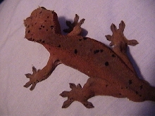 Male Crested gecko