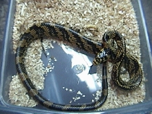 Tiger rat snake