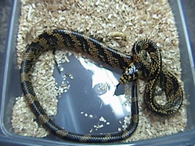 Tiger rat snake
