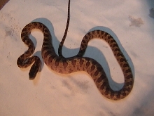 Central american rat snake