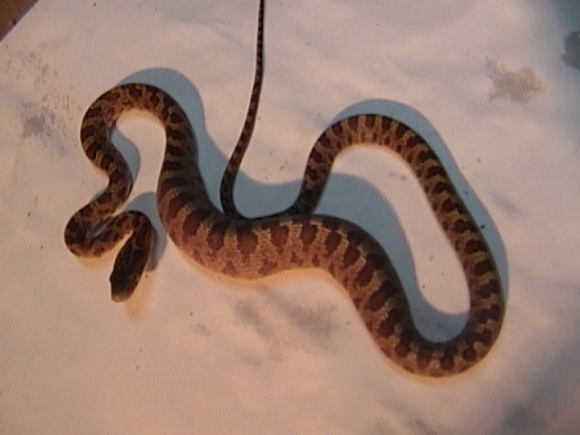 Central american rat snake