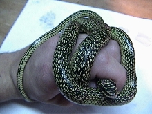 Ornate Flyng snake