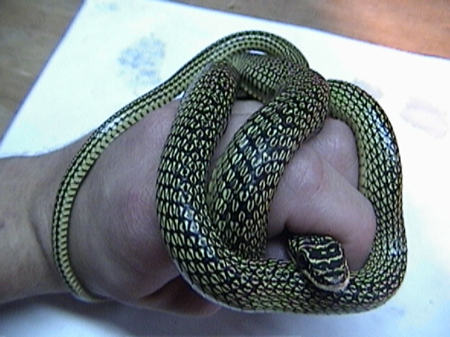Ornate Flyng snake