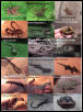 some herps