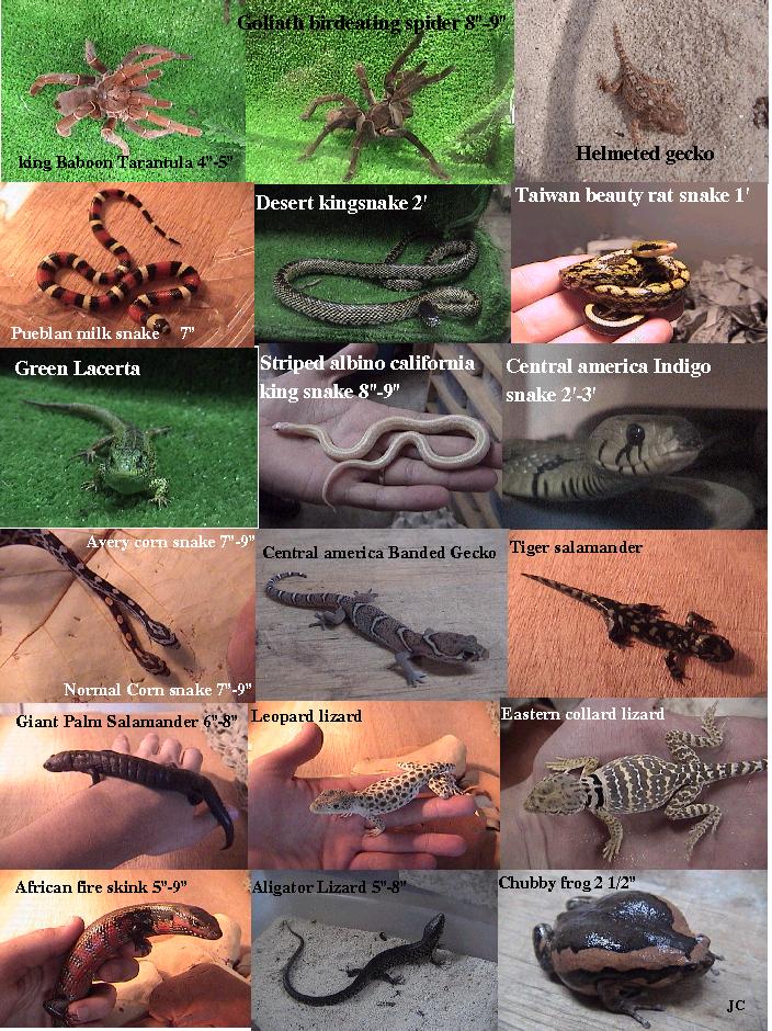 some herps