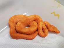 0.1 2020 RLT Motley Sundragon