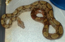 Hypo? Nicaraguan boa
