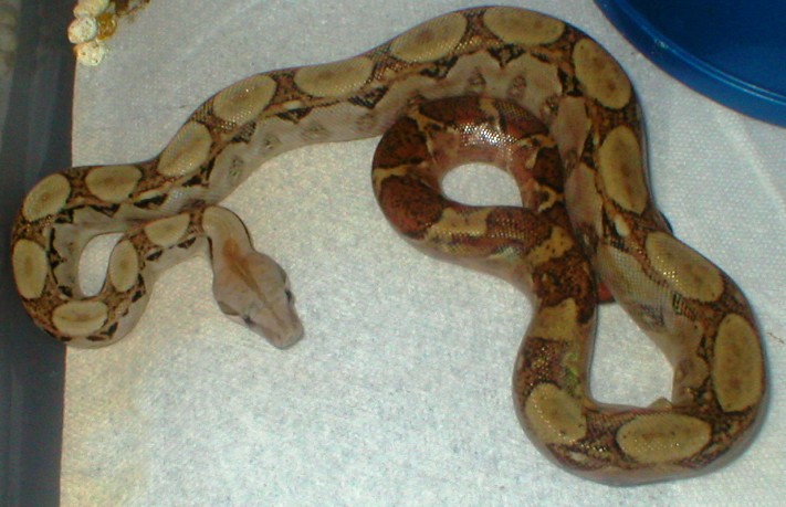 Hypo? Nicaraguan boa
