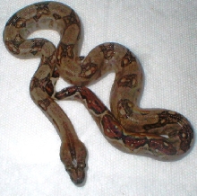 Female abberant Nicaraguan boa