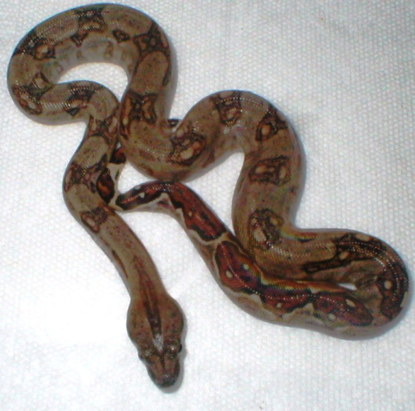 Female abberant Nicaraguan boa