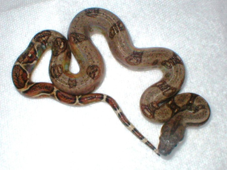 male abberant Nicaraguan boa