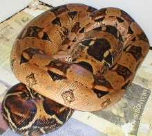 gravid in heat conservation mushroom tail