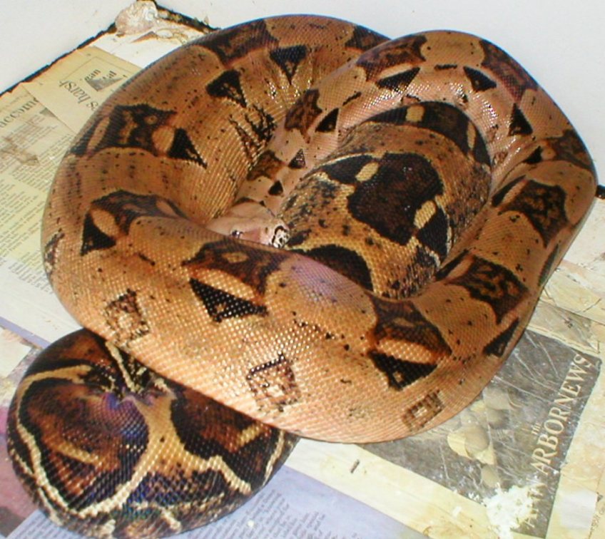 gravid in heat conservation mushroom tail