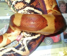 copulation Ihle salmon X Pastel