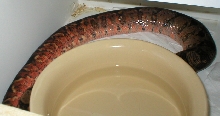 Gravid hypo Nicaraguan boa