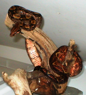 hypo nic hanging out