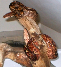 hypo nic hanging out 2
