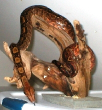 hypo nic hanging out 3