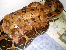 ovulation