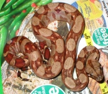 Very red Nicaraguan boa
