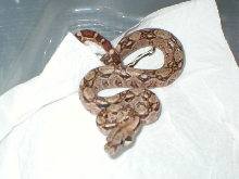 Normal nicaraguan boa with an attitude
