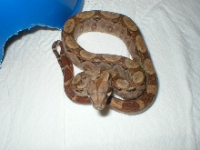Pretty Nicaraguan female farm raised almost looks hypo