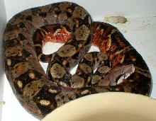 possibly gravid nicaraguan boa