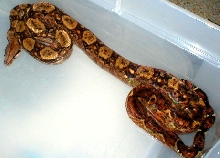 Nicaraguan hypo male