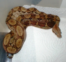 Nicaraguan boa
