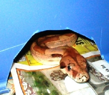 Ihle salmon