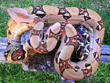 orange boa