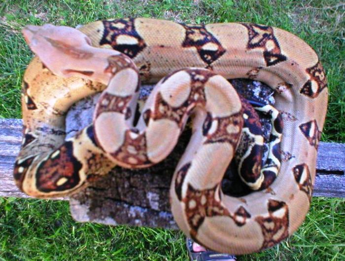 orange boa