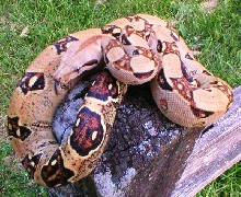 orange boa