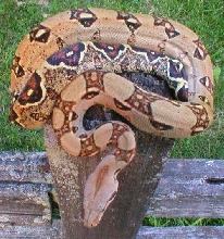 orange boa