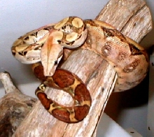 almost hypo awesome female nic