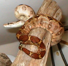 Pretty nic sitting on a log