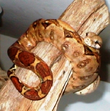 another pic of nice Nic female