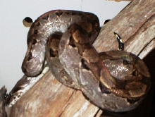 Brown Nicaraguan female