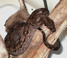 Dark brown Nicaraguan