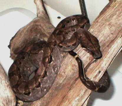 Dark brown Nicaraguan