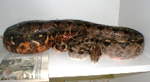 possible hypo Nicaraguan female adult