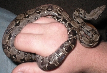 Male type II anery Nicaraguan