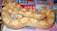 Albino boa male