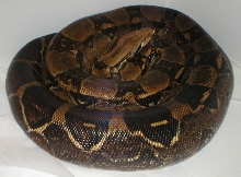 Gravid big mama December 9