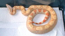 albino boa 12-28-04