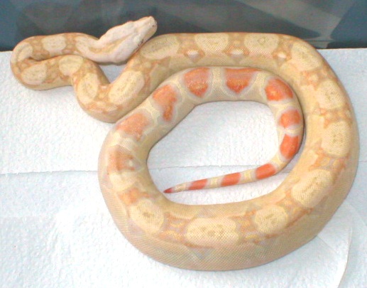 albino boa male