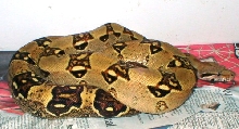 boa pastel or high color