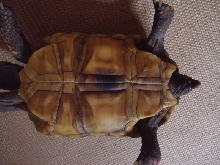 Pete/Petunia?