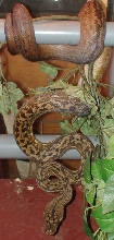 c1